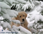 Animals wallpaper 201
