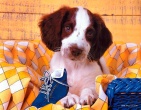 Animals wallpaper 202