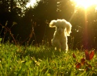 Animals wallpaper 203