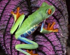 Animals wallpaper 204