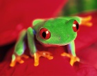 Animals wallpaper 205