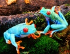 Animals wallpaper 206