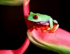 Animals wallpaper 207