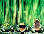 Animals wallpaper 208