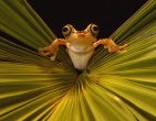Animals wallpaper 209
