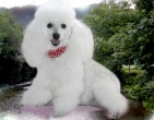 Animals wallpaper 212