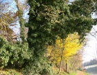 Autumn wallpaper 003