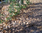 Autumn wallpaper 004