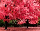 autumn wallpaper 005