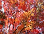 autumn wallpaper 007