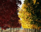 Autumn wallpaper 010