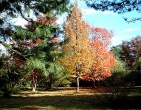autumn wallpaper 013