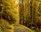 autumn wallpaper 018