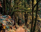 autumn wallpaper 020