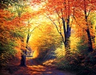 autumn wallpaper 023