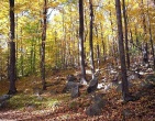 Autumn wallpaper 024