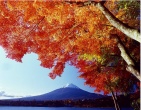 Autumn wallpaper 027