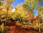 Autumn wallpaper 036