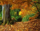 Autumn wallpaper 037