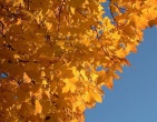 Autumn wallpaper 041