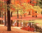 Autumn wallpaper 043