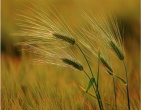 Autumn wallpaper 044