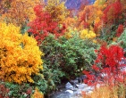 Autumn wallpaper 049