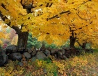 Autumn wallpaper 052