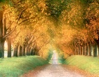 Autumn wallpaper 053