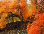 Autumn wallpaper 054