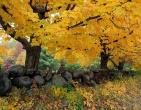 Autumn wallpaper 055