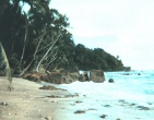 tropical beach wallpaper 010