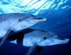Tropical beach wallpaper 032