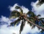 Tropical beach wallpaper 038