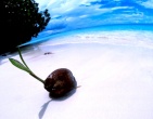 Tropical beach wallpaper 110