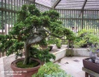 Bonsai wallpaper 001