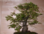 Bonsai wallpaper 003