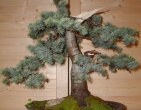 Bonsai wallpaper 005