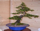 Bonsai wallpaper 006