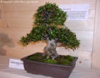 Bonsai wallpaper 007