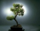 Bonsai wallpaper 008