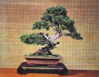 Bonsai wallpaper 009