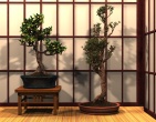 Bonsai wallpaper 010