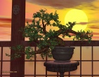Bonsai wallpaper 011