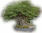 Bonsai wallpaper 013