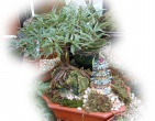 Bonsai wallpaper 014