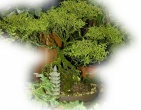 Bonsai wallpaper 015