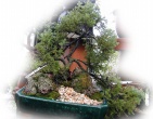 Bonsai wallpaper 016