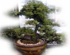 Bonsai wallpaper 017