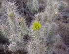 Cactus wallpaper 001